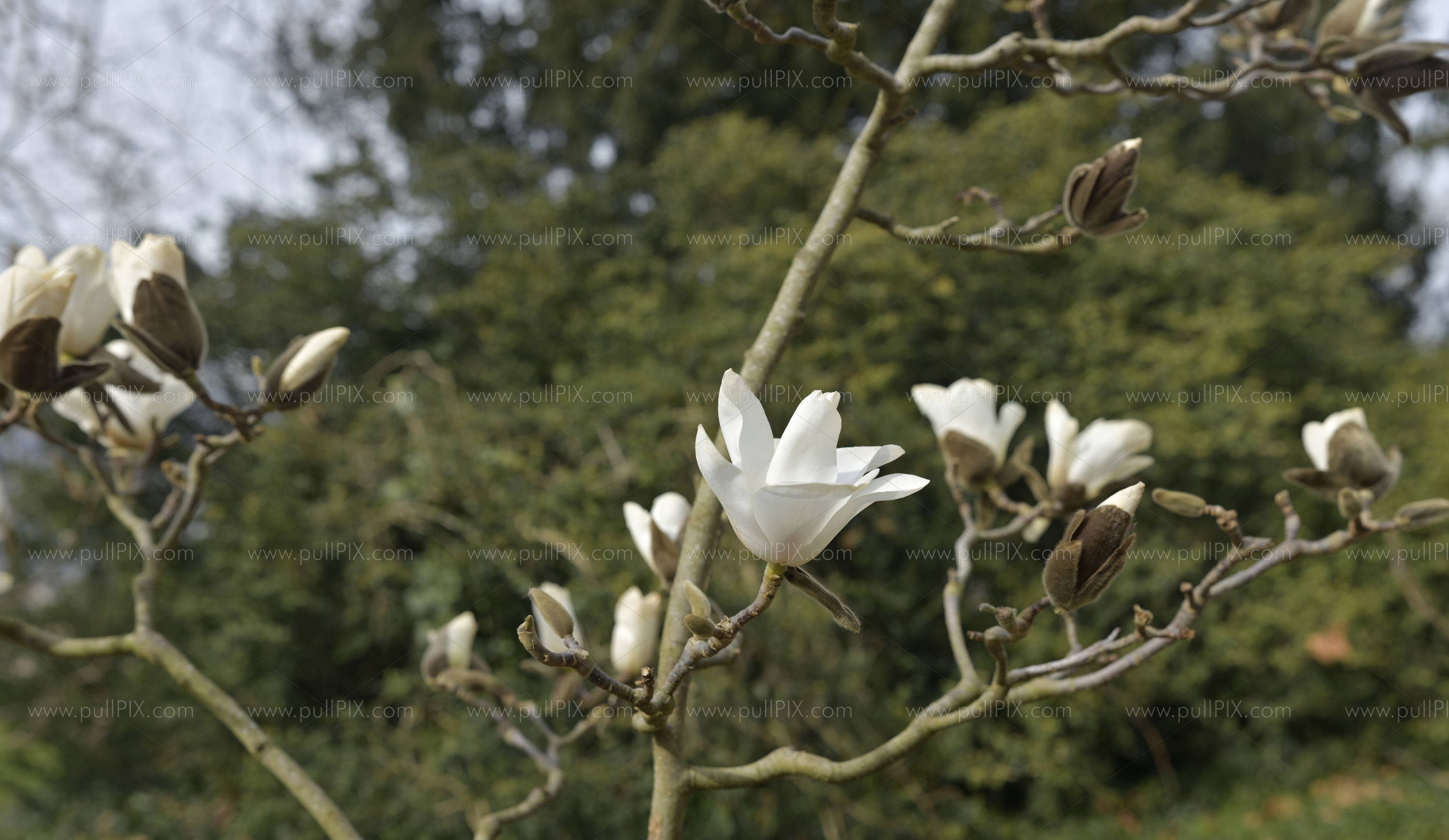 Preview weisse magnolien01.jpg